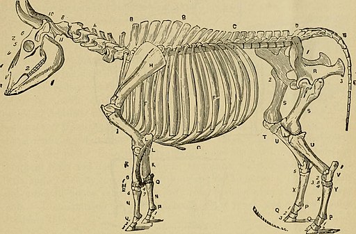 Old-fashioned drawing of the skeleton of a cow with letters indicating key parts as in a diagram