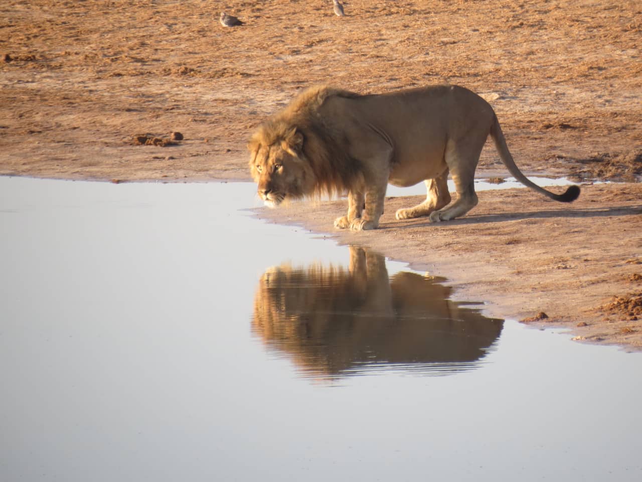 Photo of lion staring at reflection in water