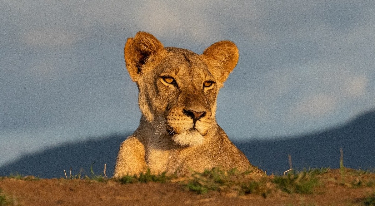 Lion, savannah, wildlife. Image by u_y49ekyffz5 from Pixabay