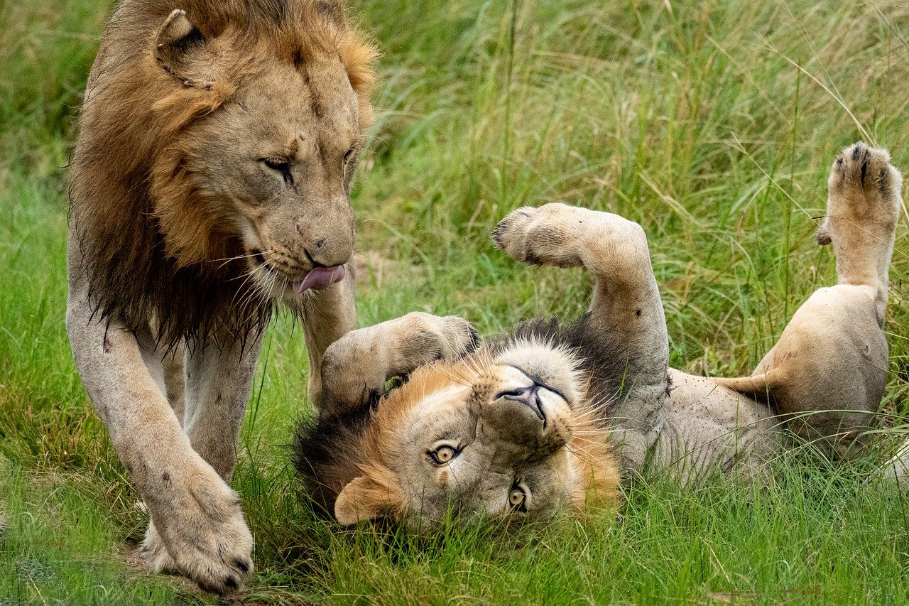 Image by Sascha Reuen from Pixabay